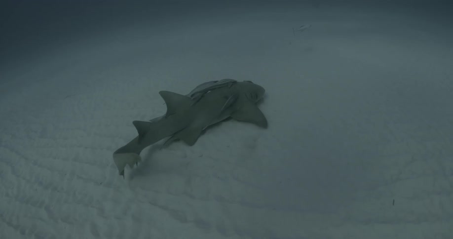 A shark is swimming along the bottom of the ocean