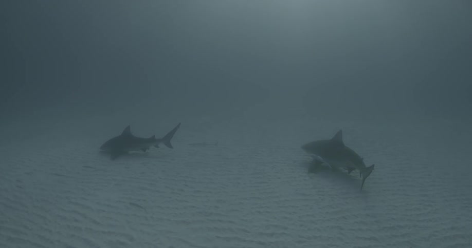 Sharks and fish swim near the ocean floor