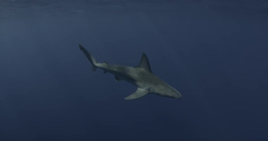 A shark is swimming in dark waters