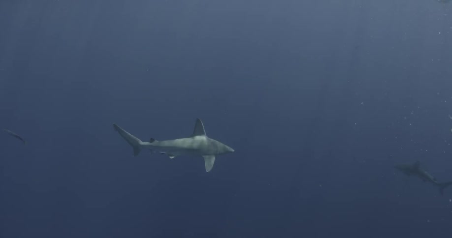 A shark swims in the sea