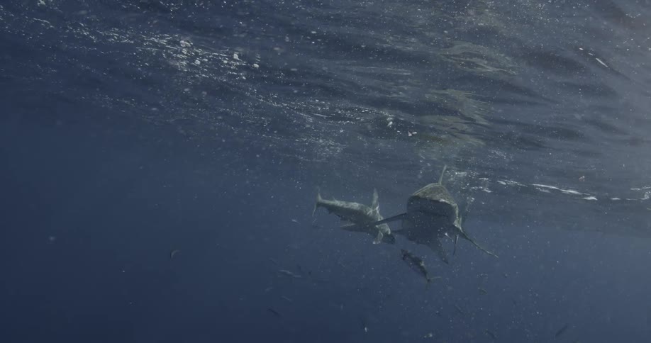 A couple of sharks are swimming on the surface of the ocean