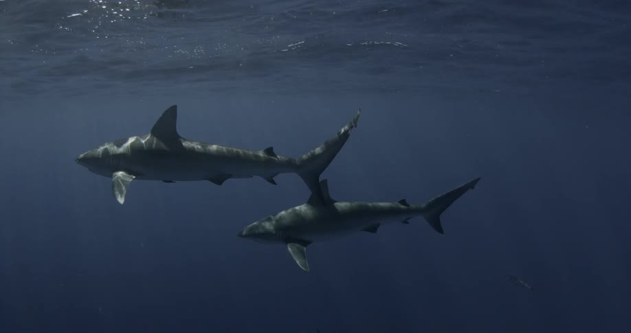 Two sharks swim together near the surface of the water