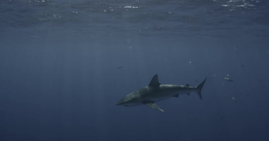 A shark is swimming in the ocean along with other fish
