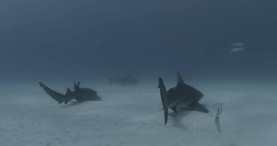 A school of sharks are swimming with smaller fish around them