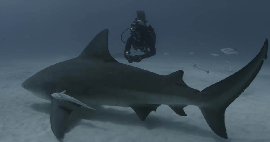 A diver swims with a shark and fish in the ocean
