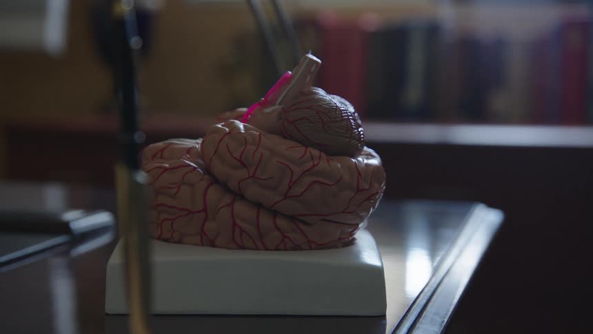 A group of plastic body organs sits on top of a table in a classroom