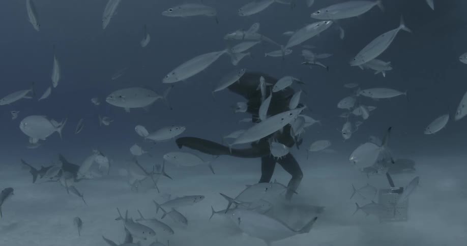 Diver swimming around next to a school of fish