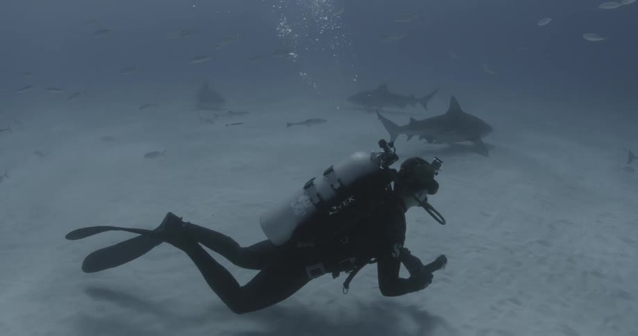 A diver swimming on the ocean floor with sharks nearby