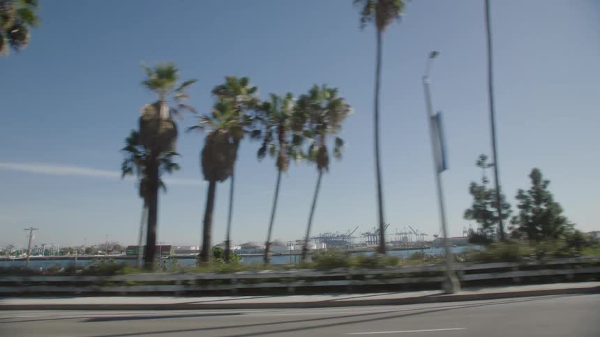 A row of palm trees on a street with a shipyard in the horizon