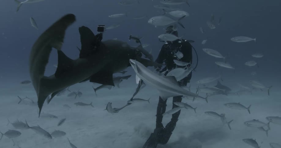 A diver swims with a shark and fish in the ocean