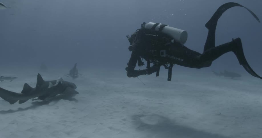 A scuba diver swims towards a small shark and other fish