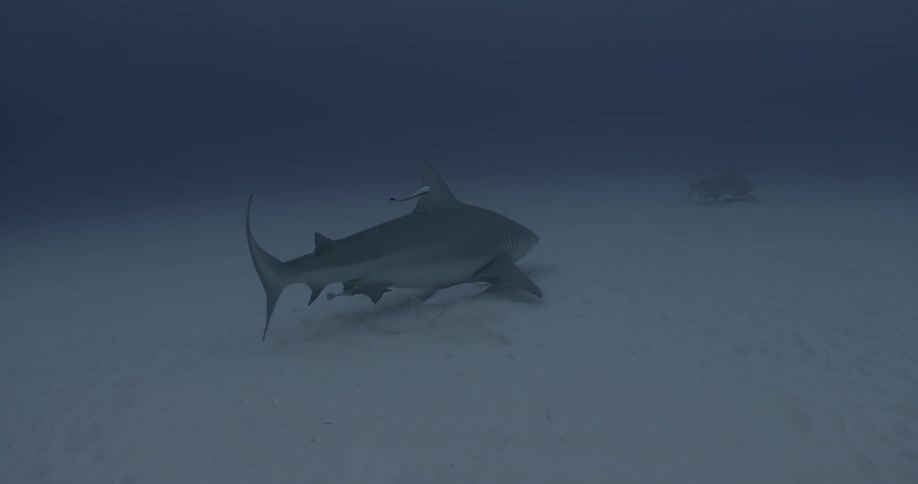 Large shark swimming near the bottom