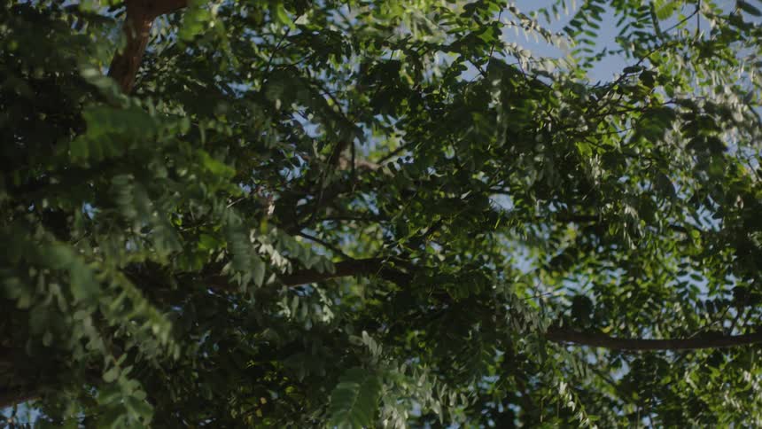 The wind blows the branches of the tree