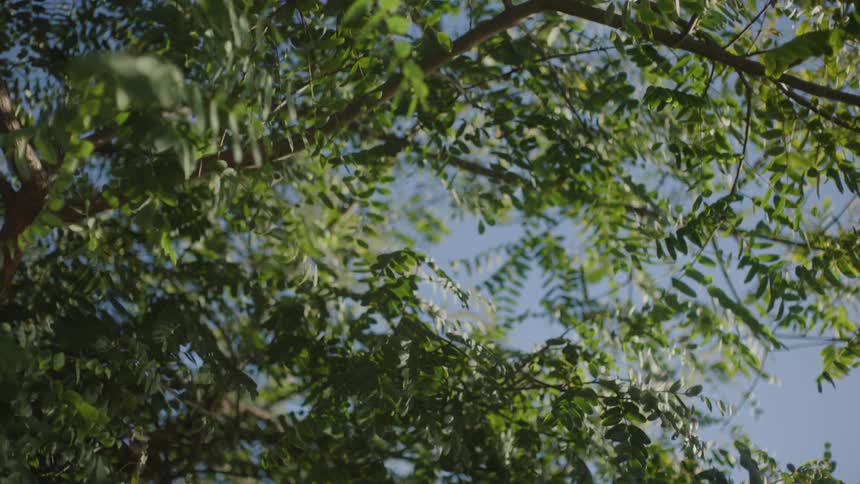 Upward view of branches with greenish leaves of a tree