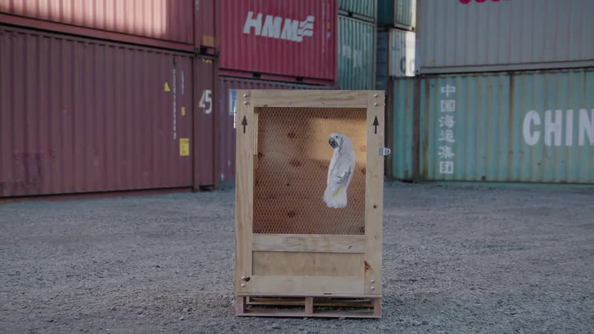A white cockatoo inside of a wooden shipping container in a shipping yard