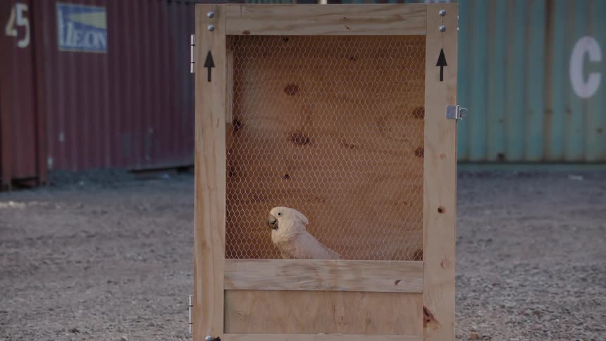 A white bird is trapped inside a wooden box with a grate on the front