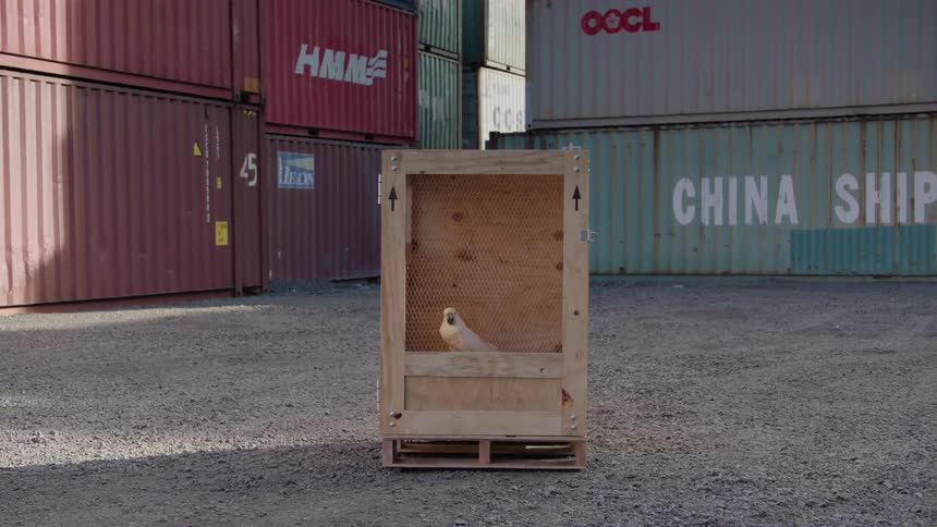 White bird inside a wooden box in an outdoor environment with containers around