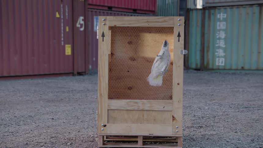 A white parrot perches in a wooden cage in front of containers