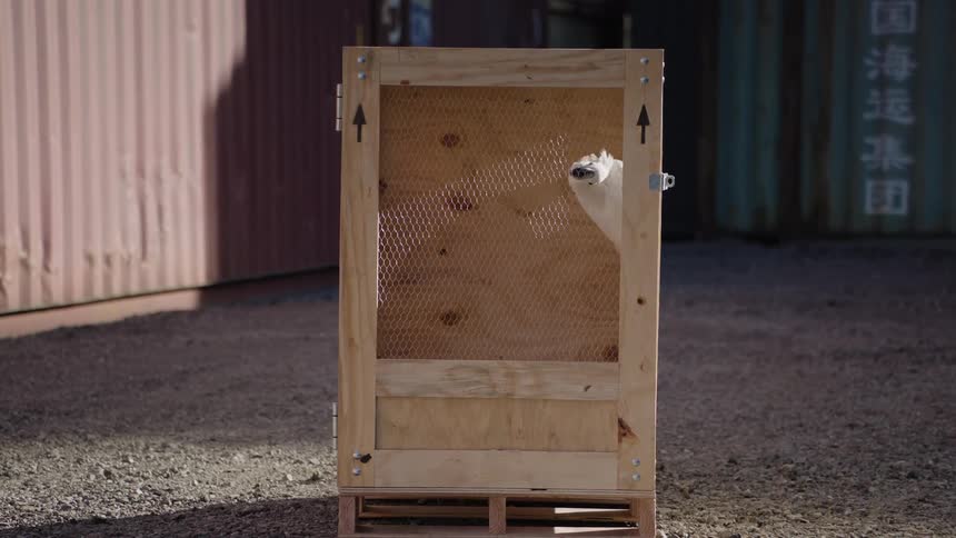 A white bird locked in a wooden cage