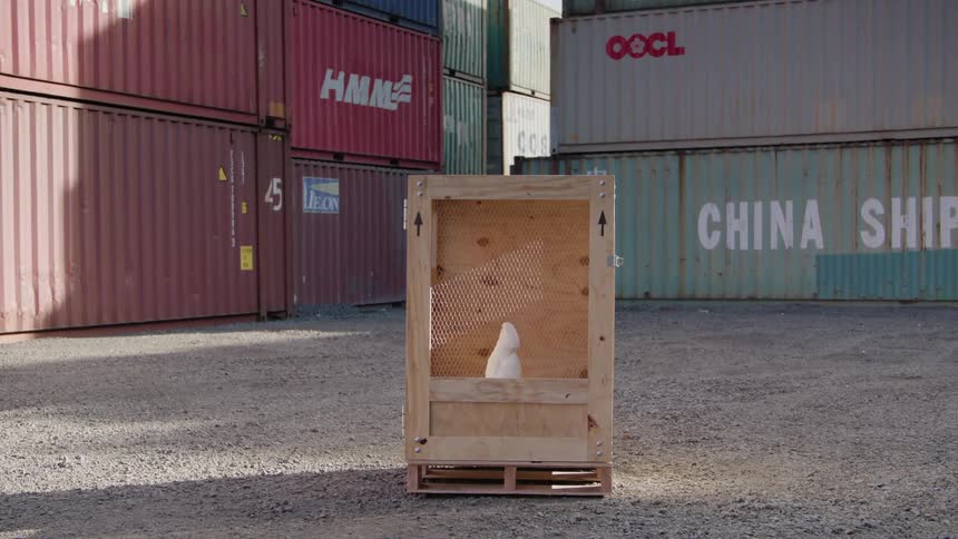A bird in a wooden shipping box