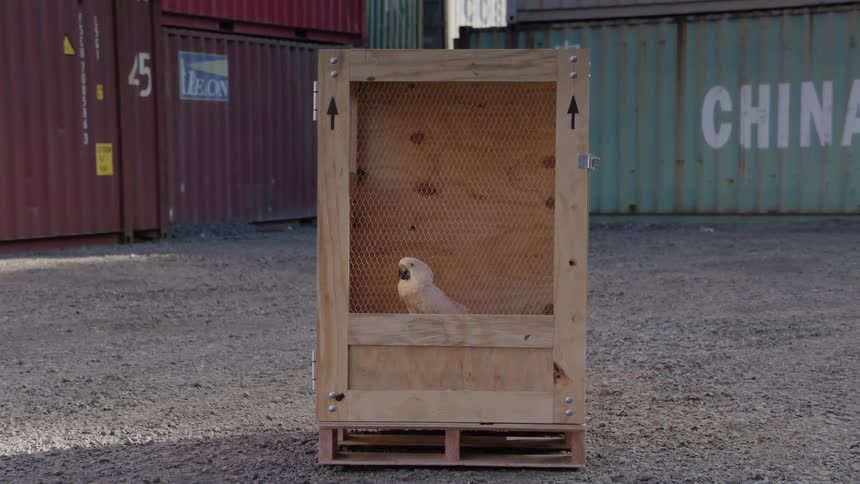 A white parrot sitting in a wooden cage in front of shipping containers