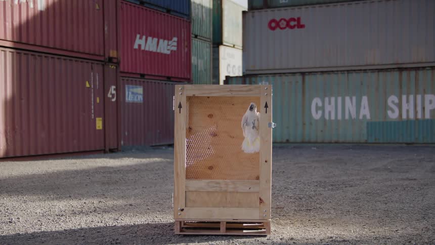 A bird moves around in the caged box