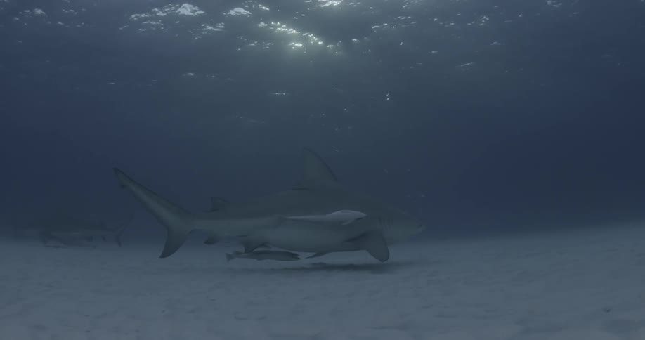 A shark swims close to the sand underwater with a fish underneath