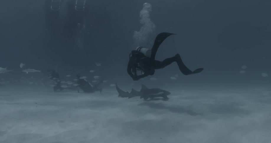 A diver swims with sharks and fish in the ocean