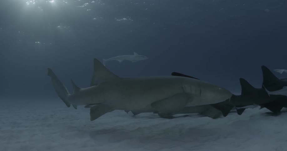 Large white fish and a shark follows another shark underwater