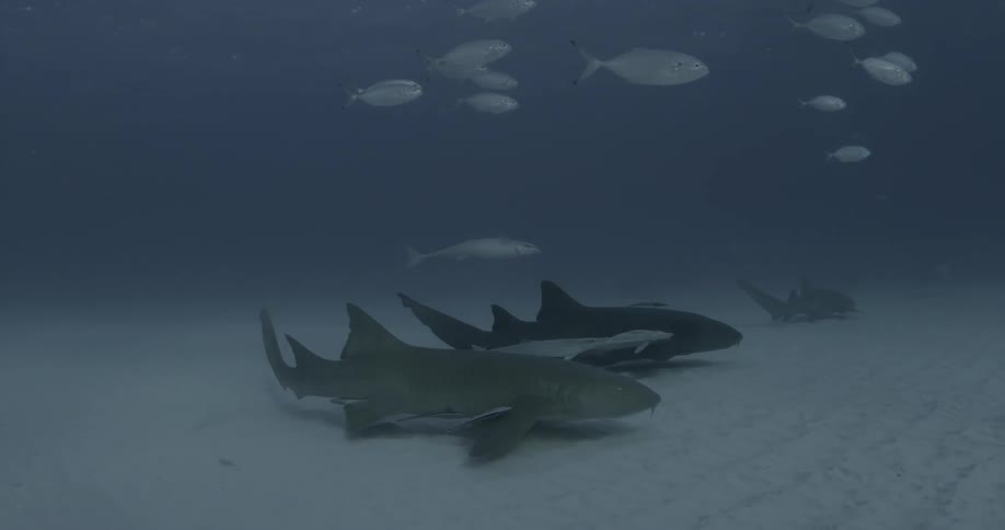 Fish and sharks swimming slowly along the seafloor