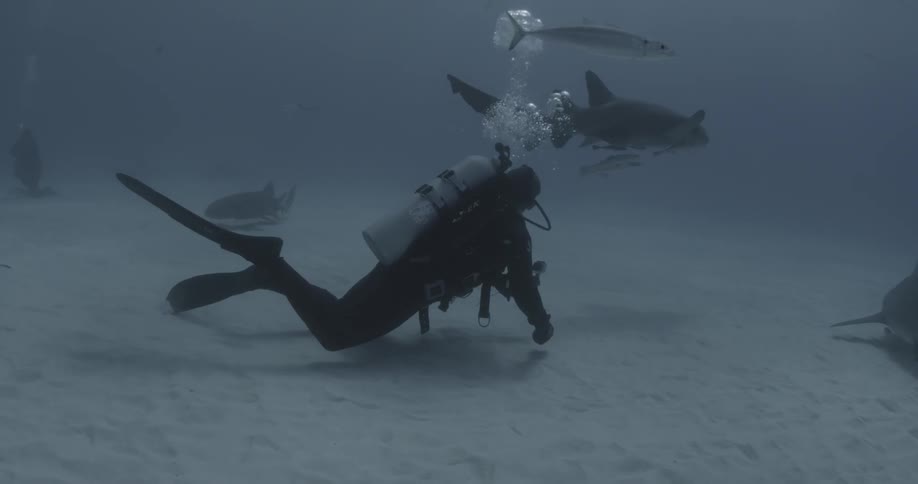 A diver swims with sharks near the ocean floor