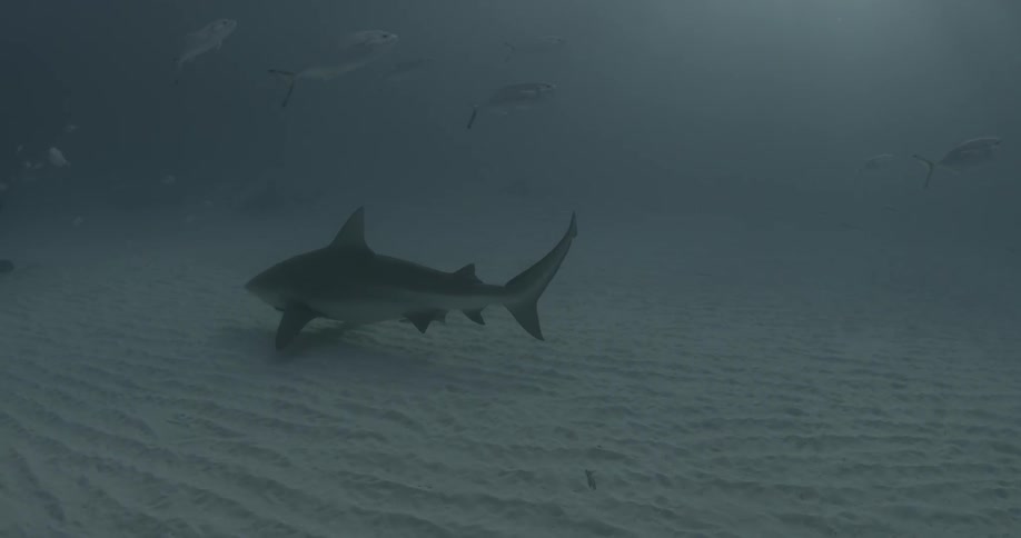 A shark is swimming near the sand on the bottom of the ocean