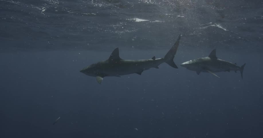 Shark swims towards the surface of the ocean