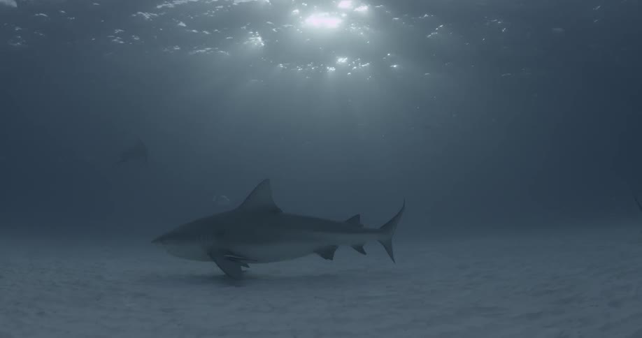 Sharks swim just above a sandy seabed