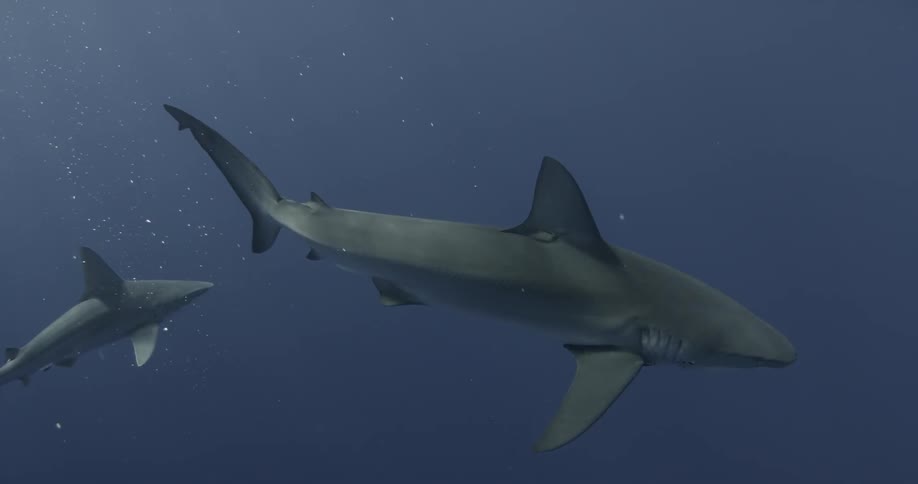 Two sharks are swimming in the ocean