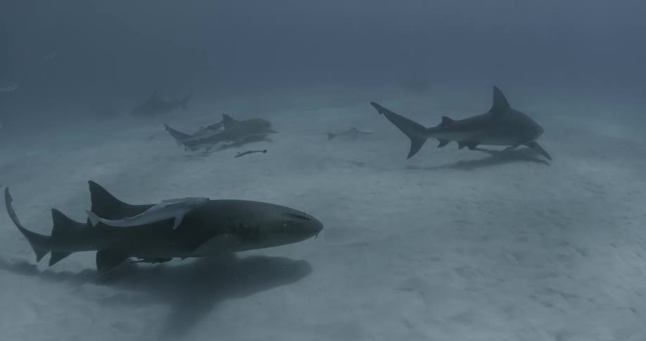 Sharks fill the water below
