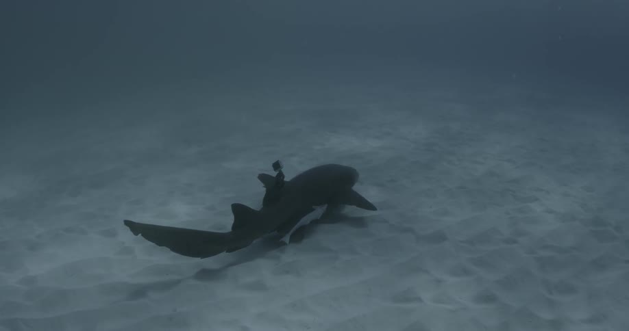 A shark swims at the bottom of the ocean