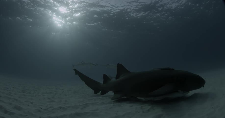 Shark swimming low to the ocean floor