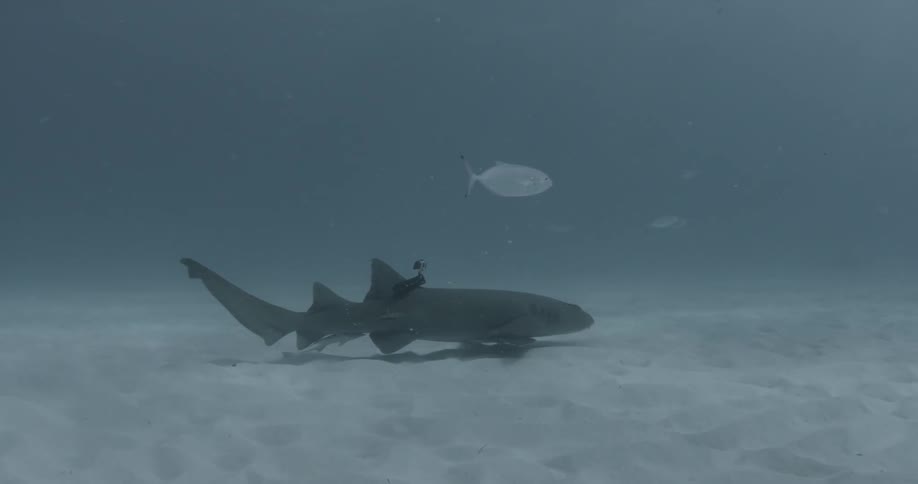 Fish swim in a school as a shark swims along the sand below
