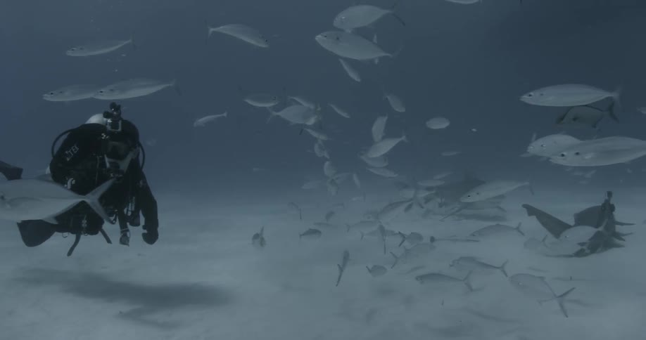 A scuba diver watching fish swimming underwater