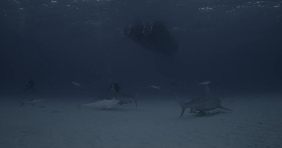 Sharks and divers swim in the ocean beneath a small boat