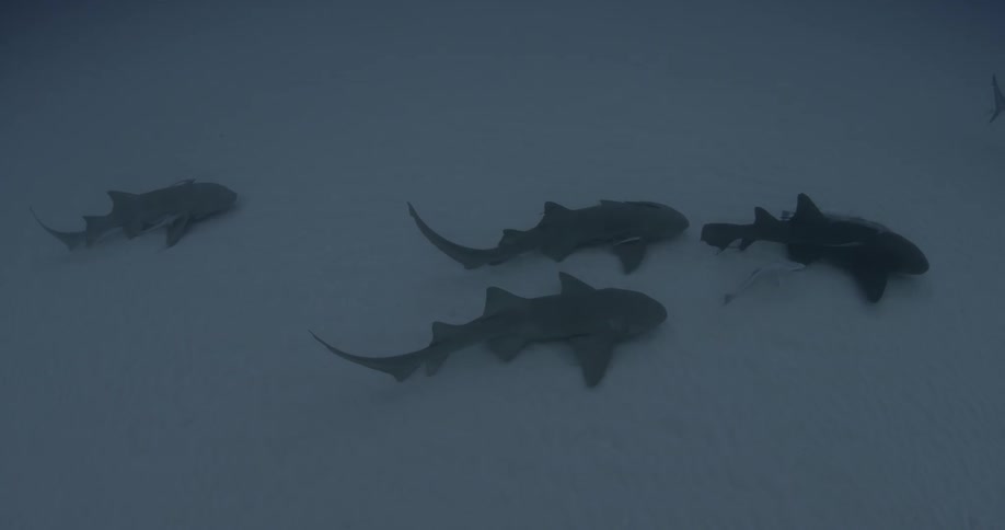 Fish swim on the bottom of the ocean