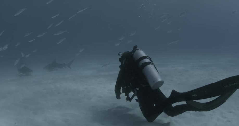 A scuba diver travels towards some sharks in the water