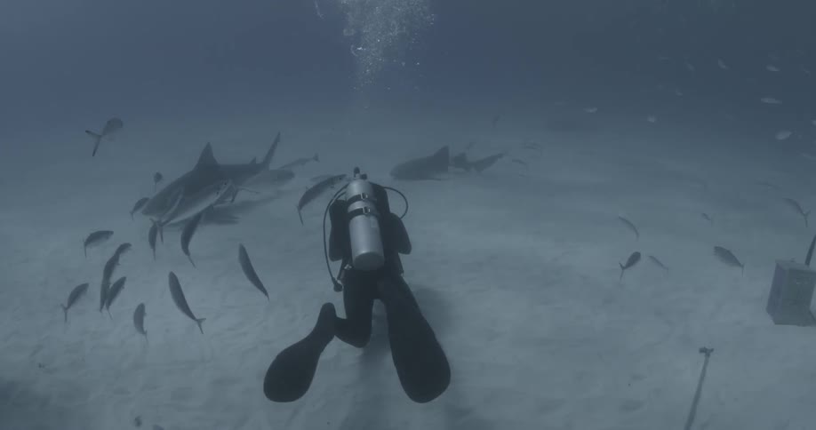 A diver swims among fish and sharks near the ocean floor