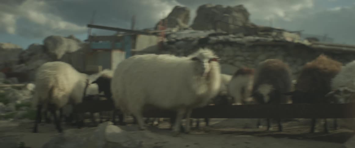 Sheep standing around on a windy and cloudy day