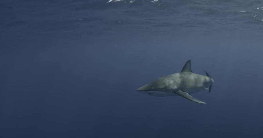A shark swimming in the sea
