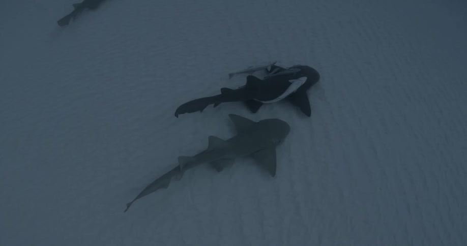 A large group of sharks swimming near the bottom of the ocean