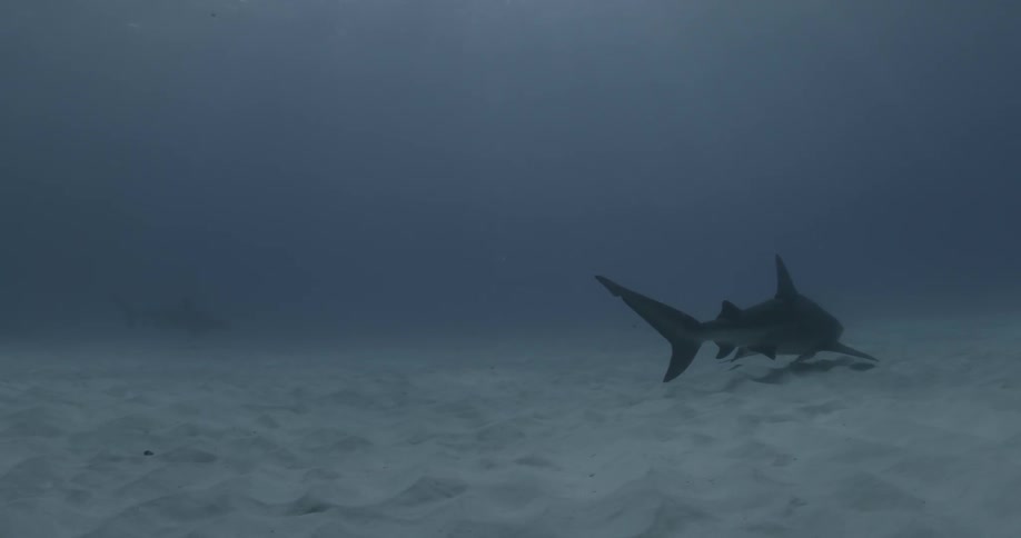 A shark swims along the ocean floor