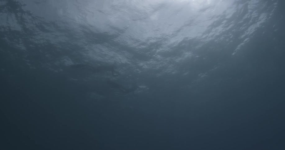 Underwater view with sunlight shining down