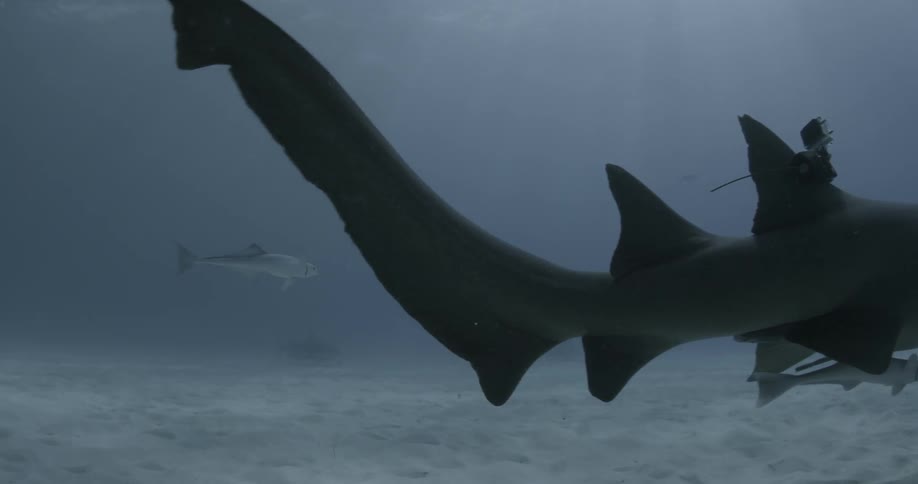 A shark with a camera on its back is swimming with other fish